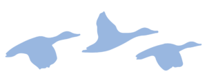 ducks