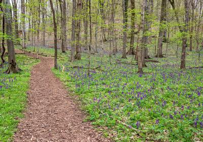 path