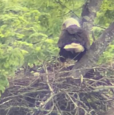 baby eagle