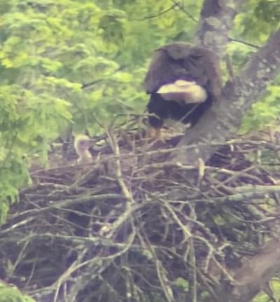 baby eagle